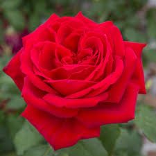 “Dodici rose a Settembre di Maurizio de Giovanni”